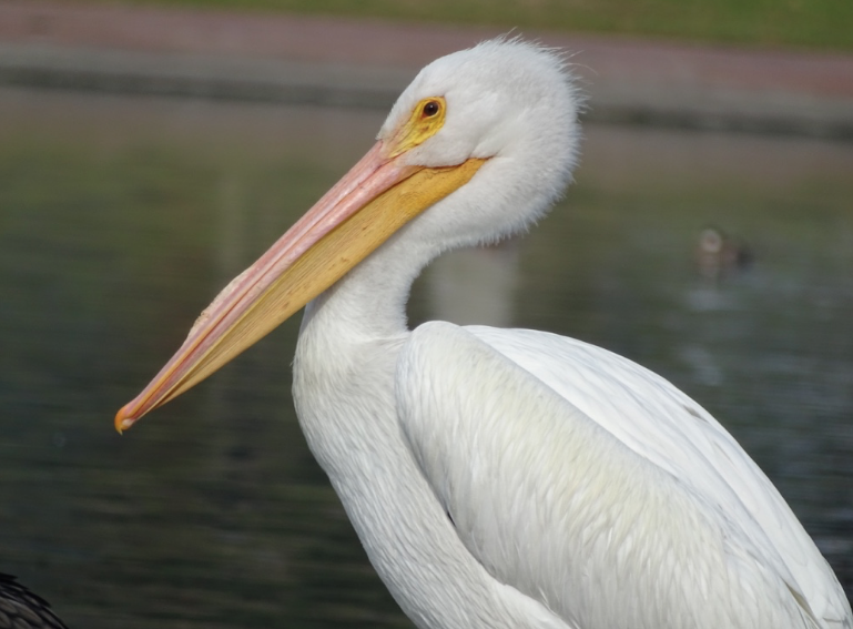 pelikán severoamerický - ML80094161