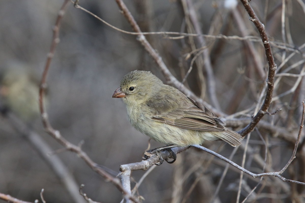 Small Tree-Finch - Olivier Langrand