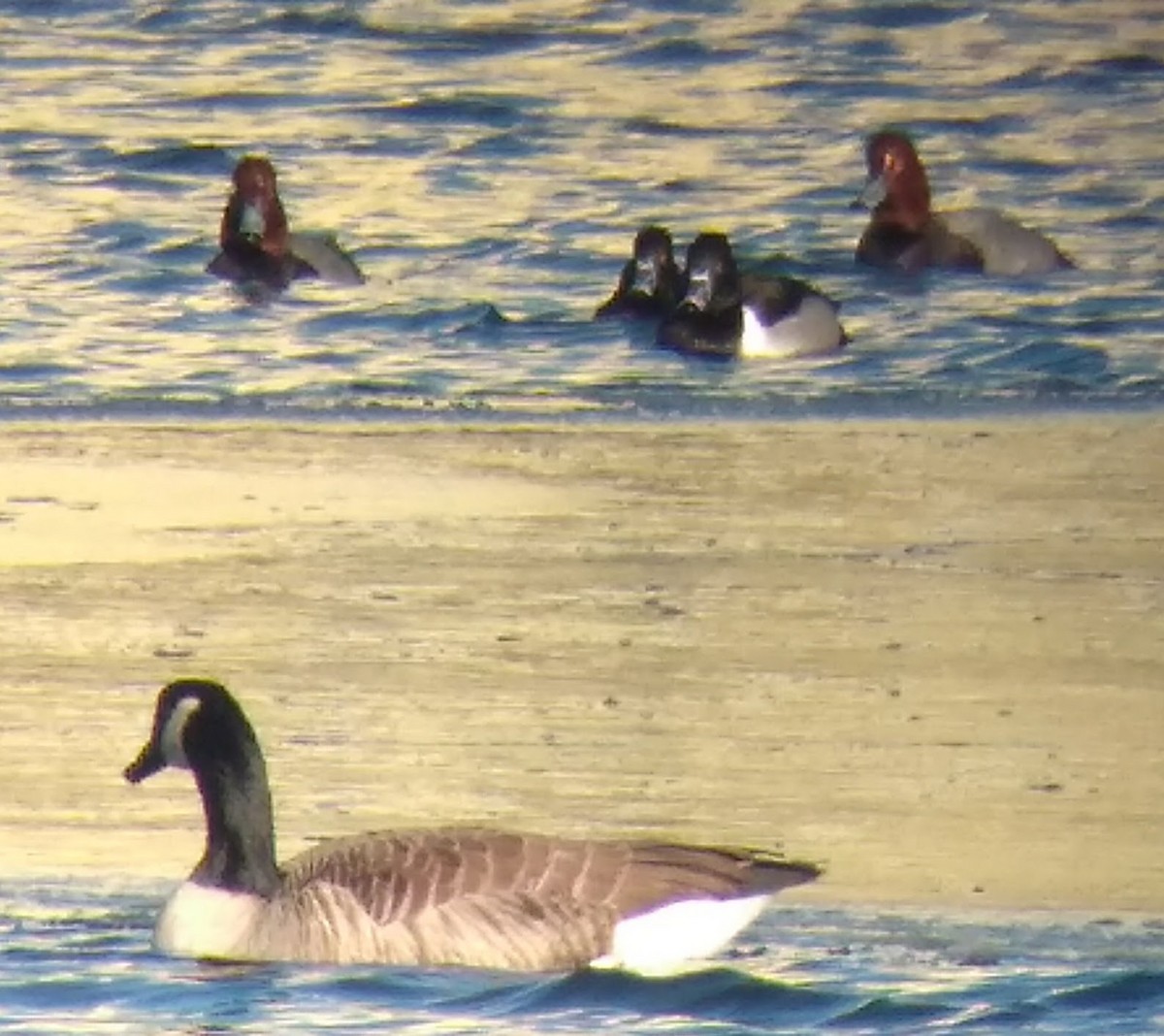 Ring-necked Duck - ML80095961