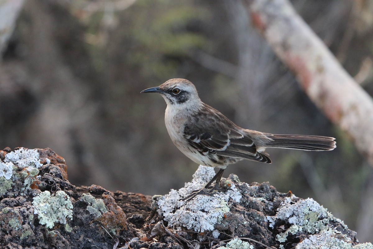 San Cristobal Mockingbird - Olivier Langrand