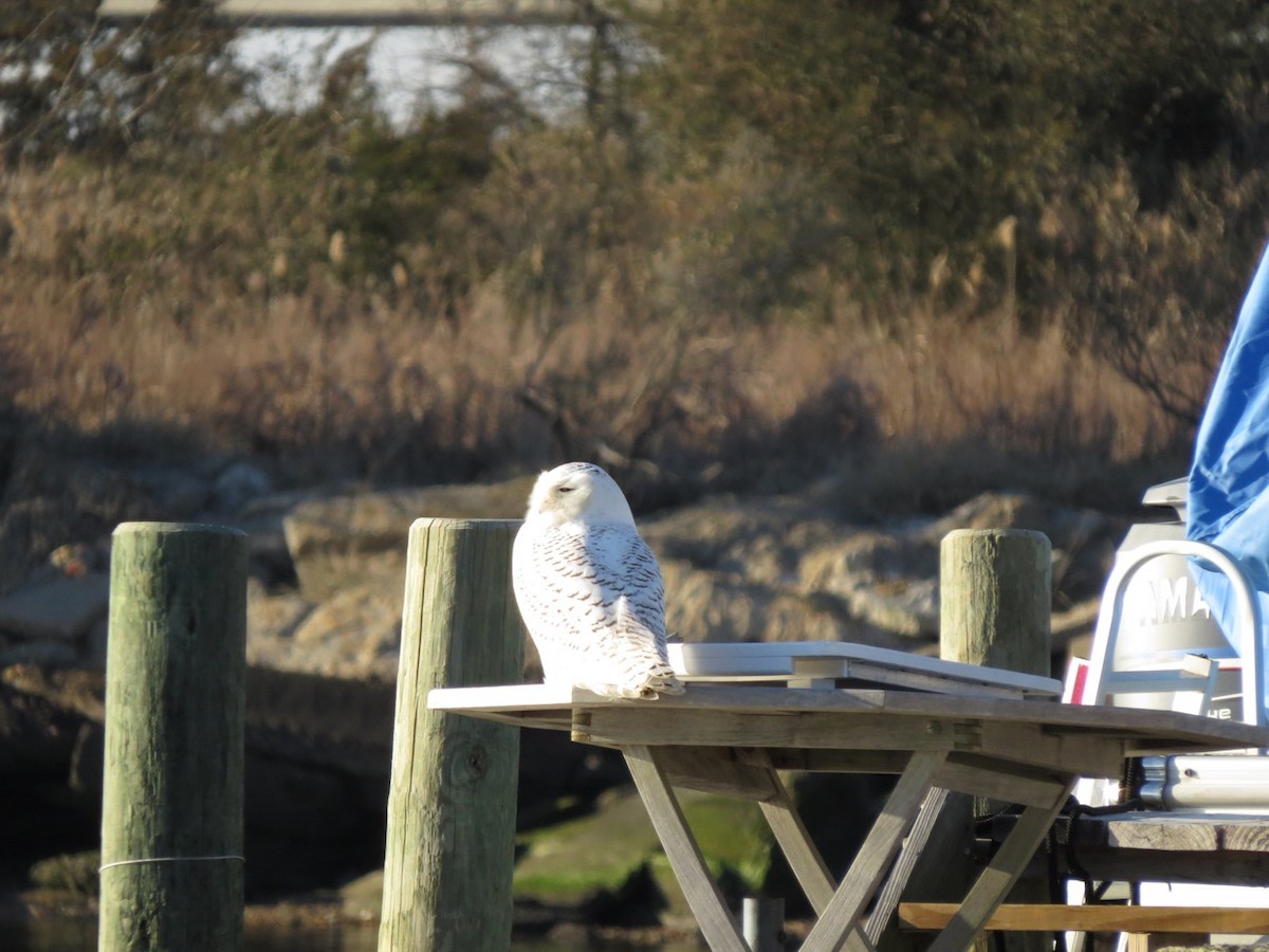 Snowy Owl - ML80098591