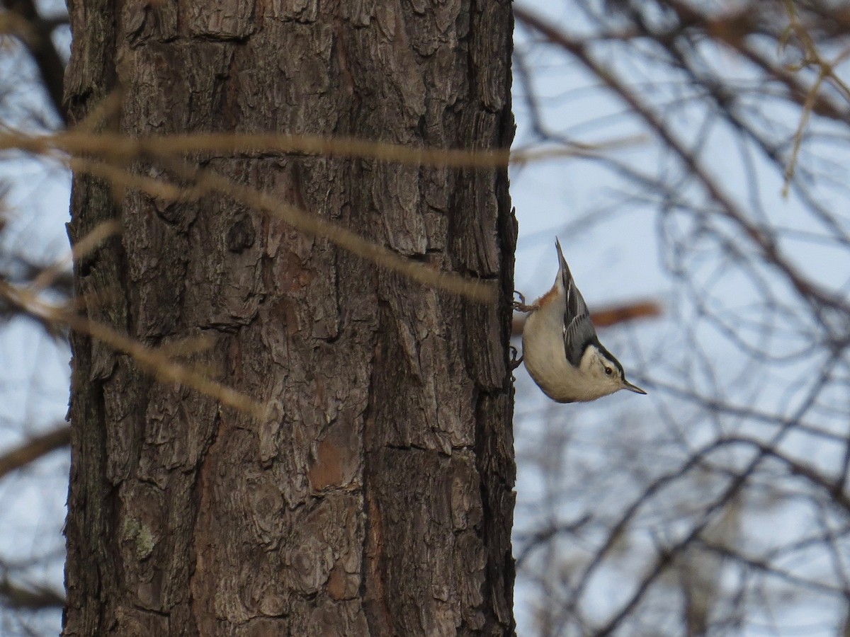 Trepador Pechiblanco (carolinensis) - ML80099561