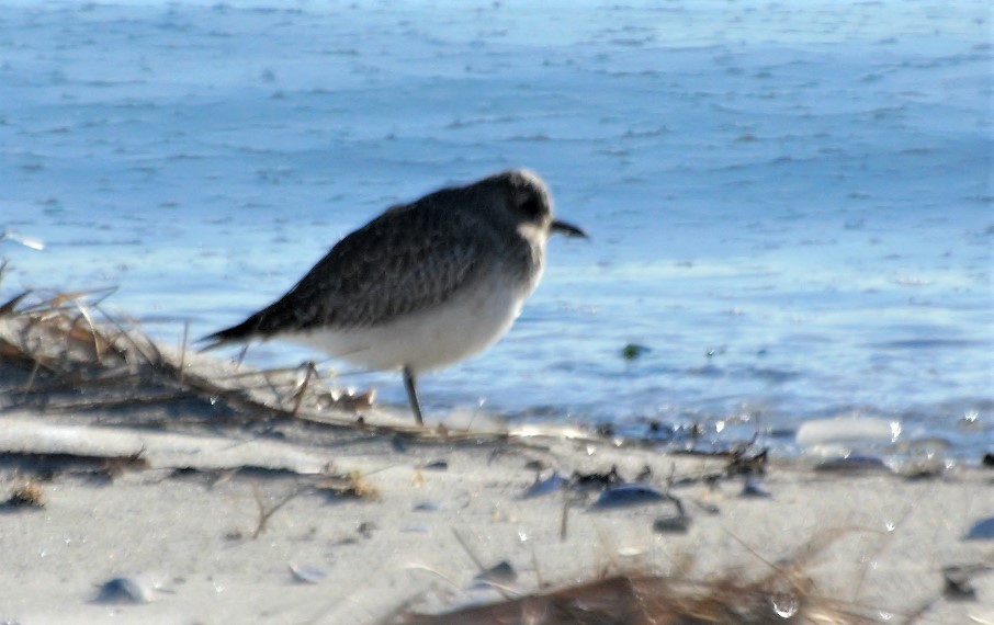 Black-bellied Plover - ML80100271