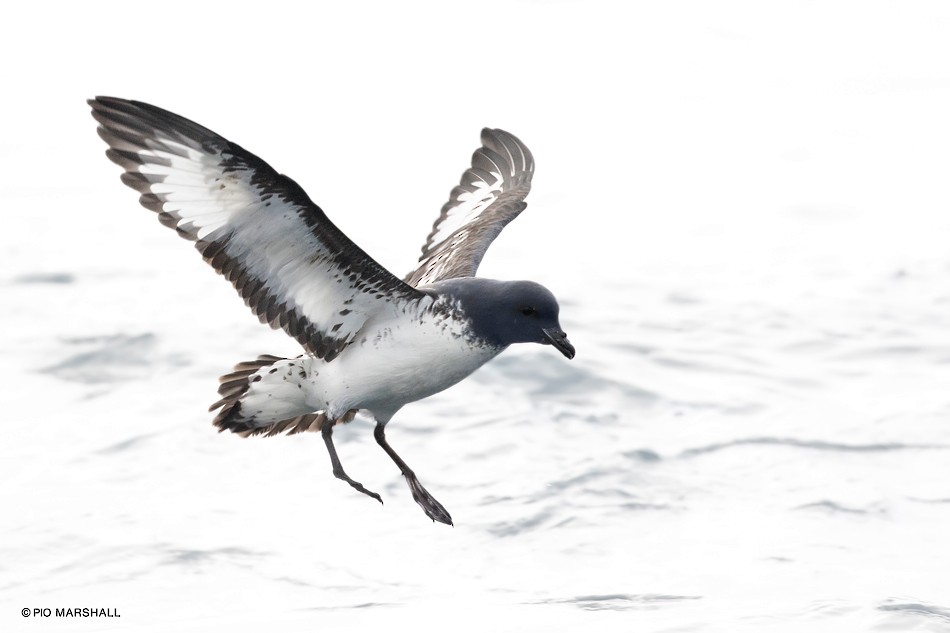 Cape Petrel - ML80100791