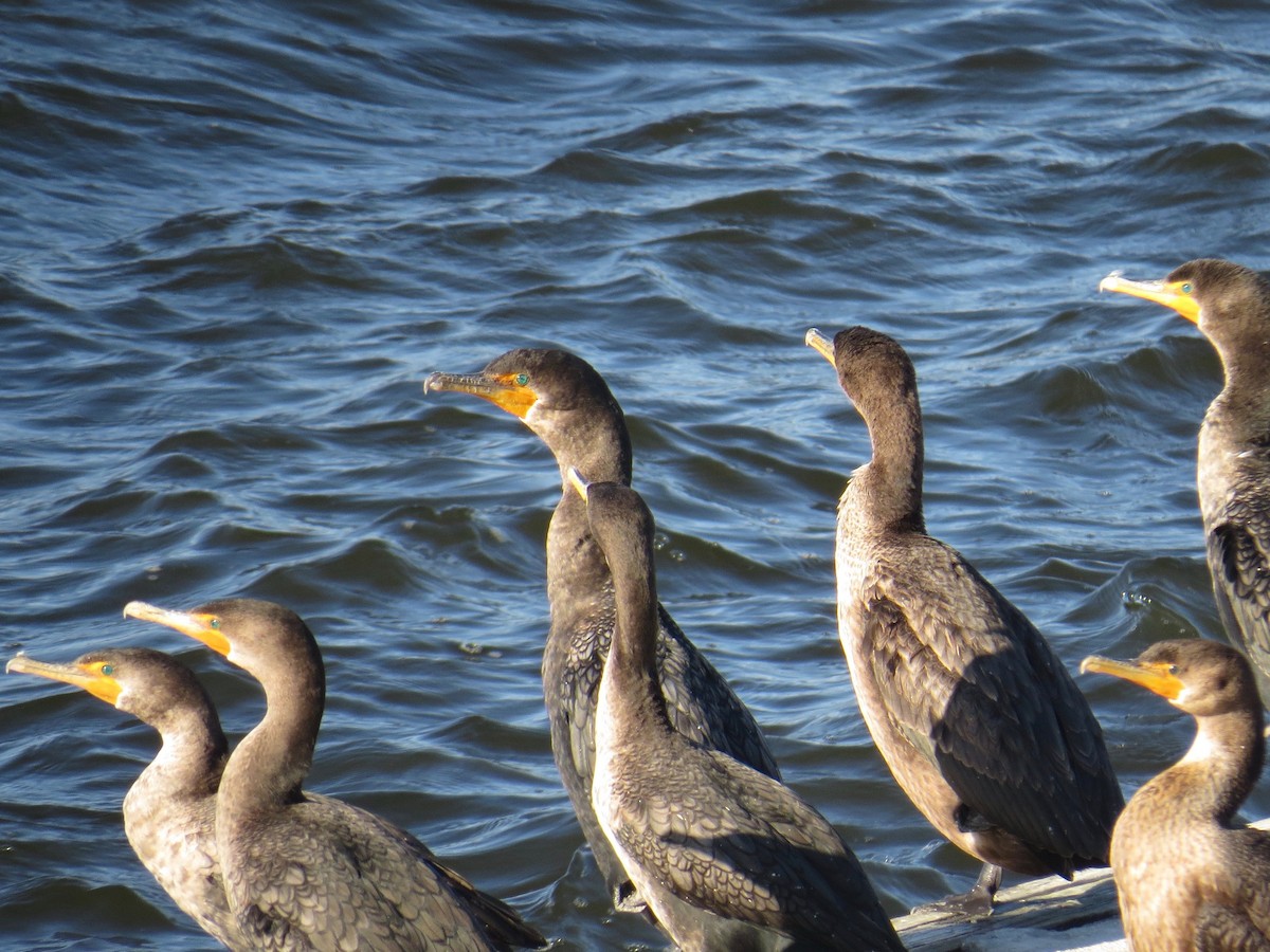 Double-crested Cormorant - ML80101941