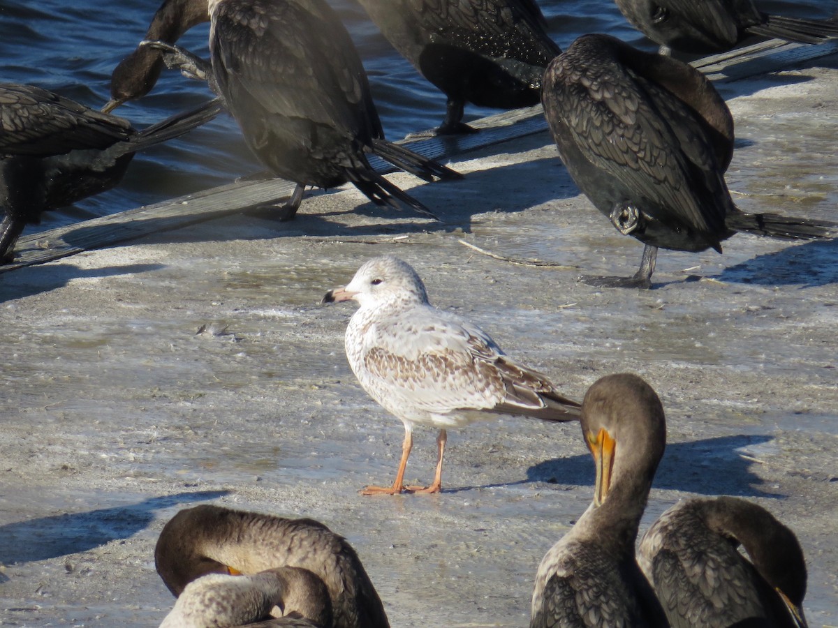 Ring-billed Gull - ML80102131