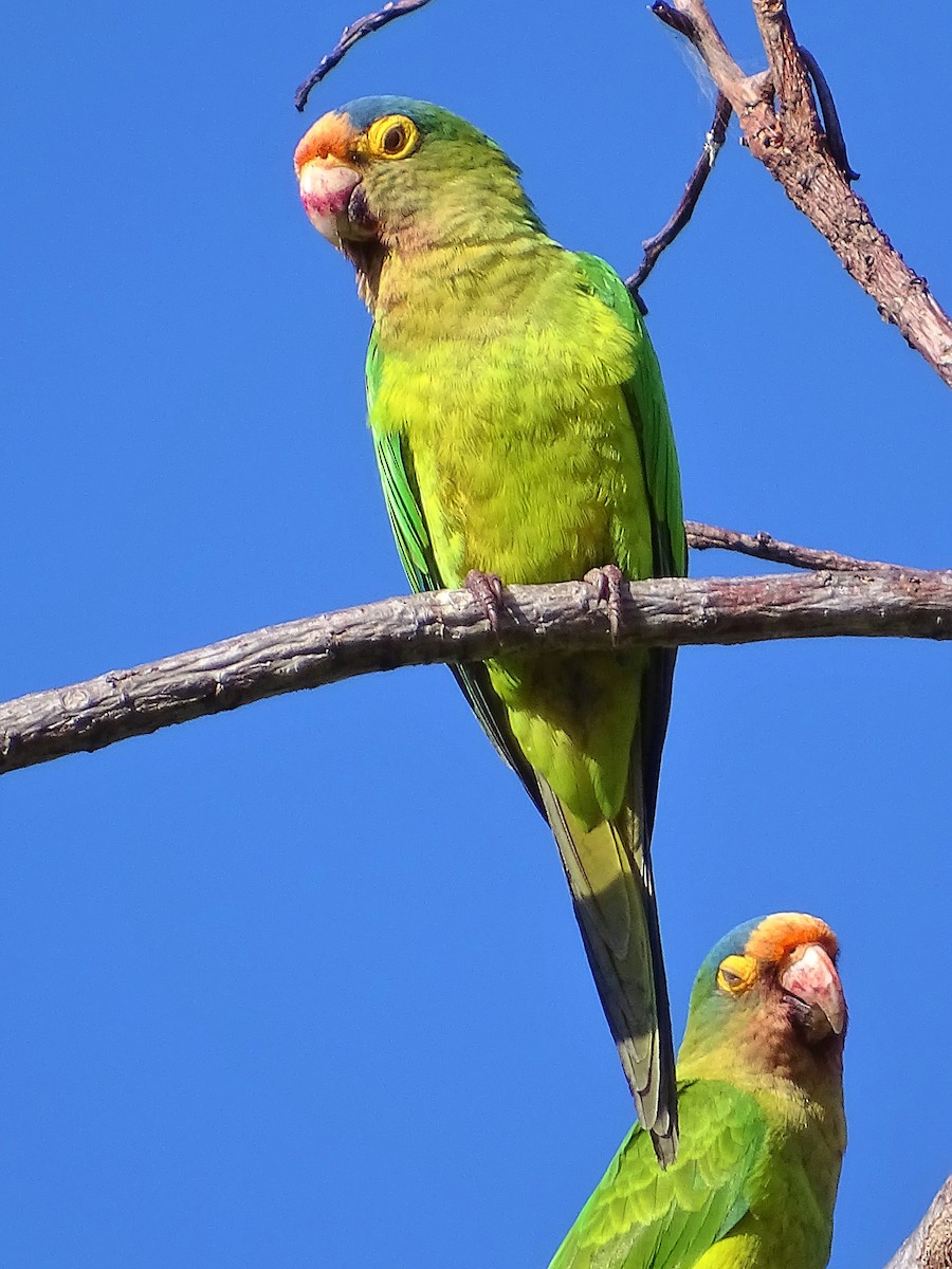 Orange-fronted Parakeet - Alfonso Auerbach