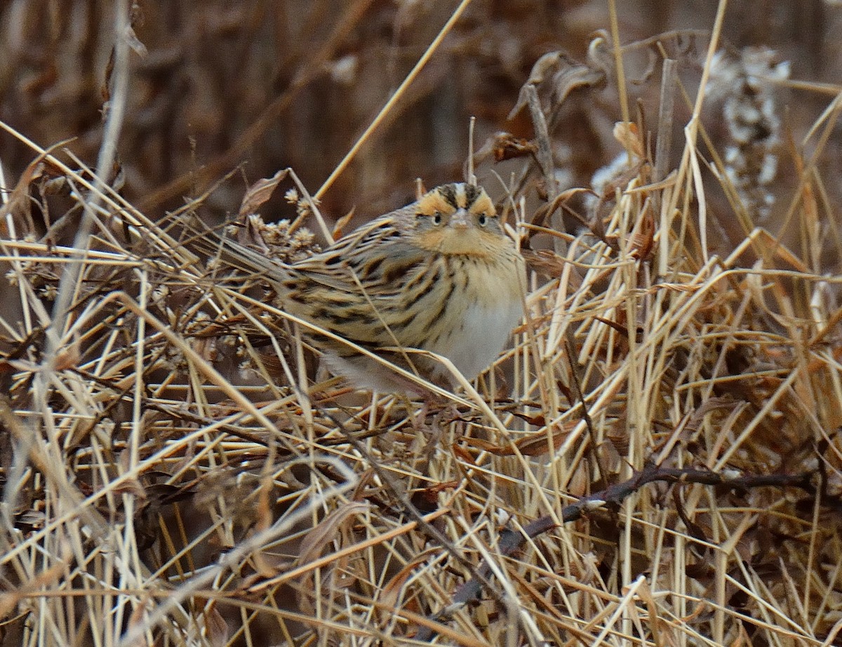 LeConte's Sparrow - ML80102661