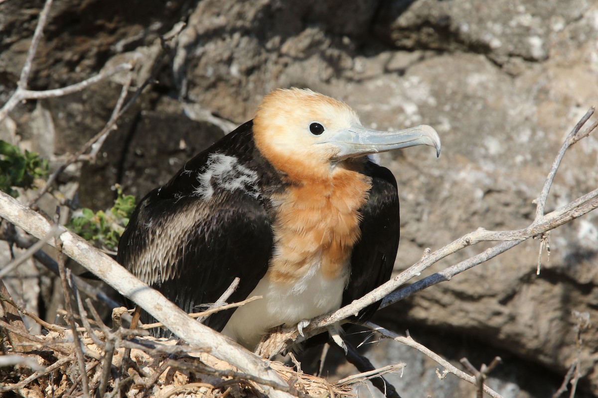 Great Frigatebird - ML80103341