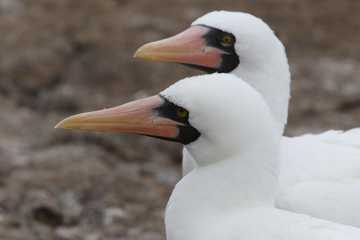 Nazca Booby - ML80103661