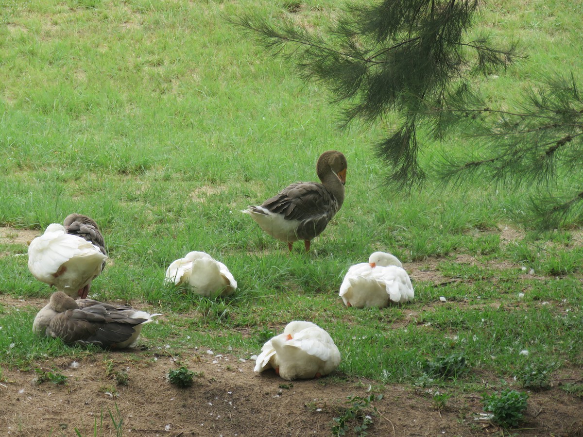 Domestic goose sp. (Domestic type) - Liam Manderson