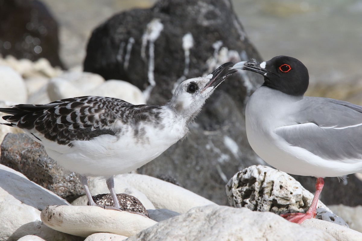 Swallow-tailed Gull - ML80104181