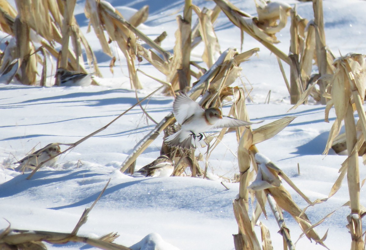 Snow Bunting - ML80104261