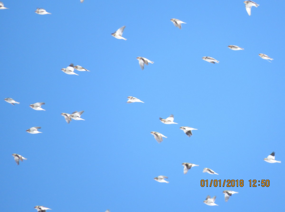 Snow Bunting - ML80104281