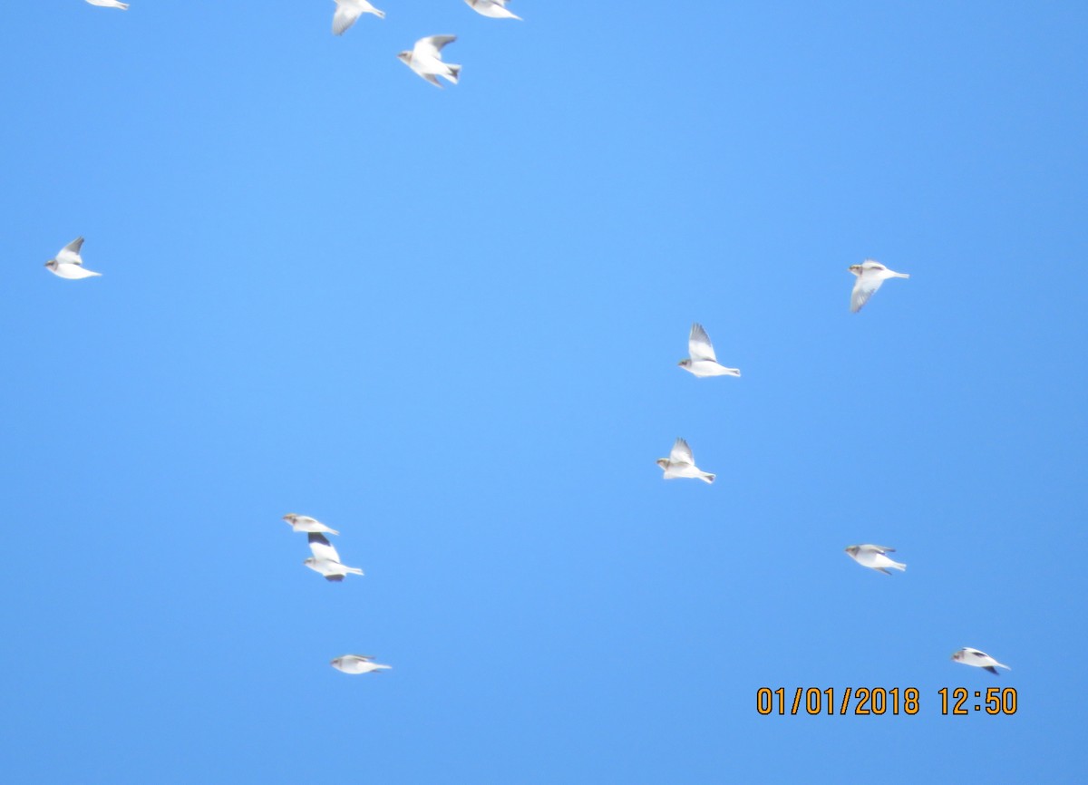 Snow Bunting - ML80104301