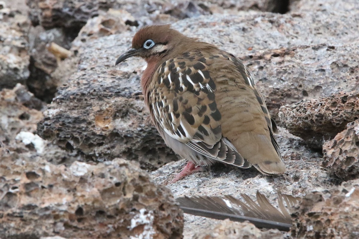 Tourterelle des Galapagos - ML80104351