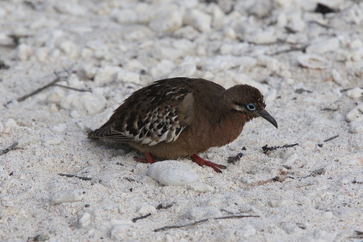 Zenaida de Galápagos - ML80104361