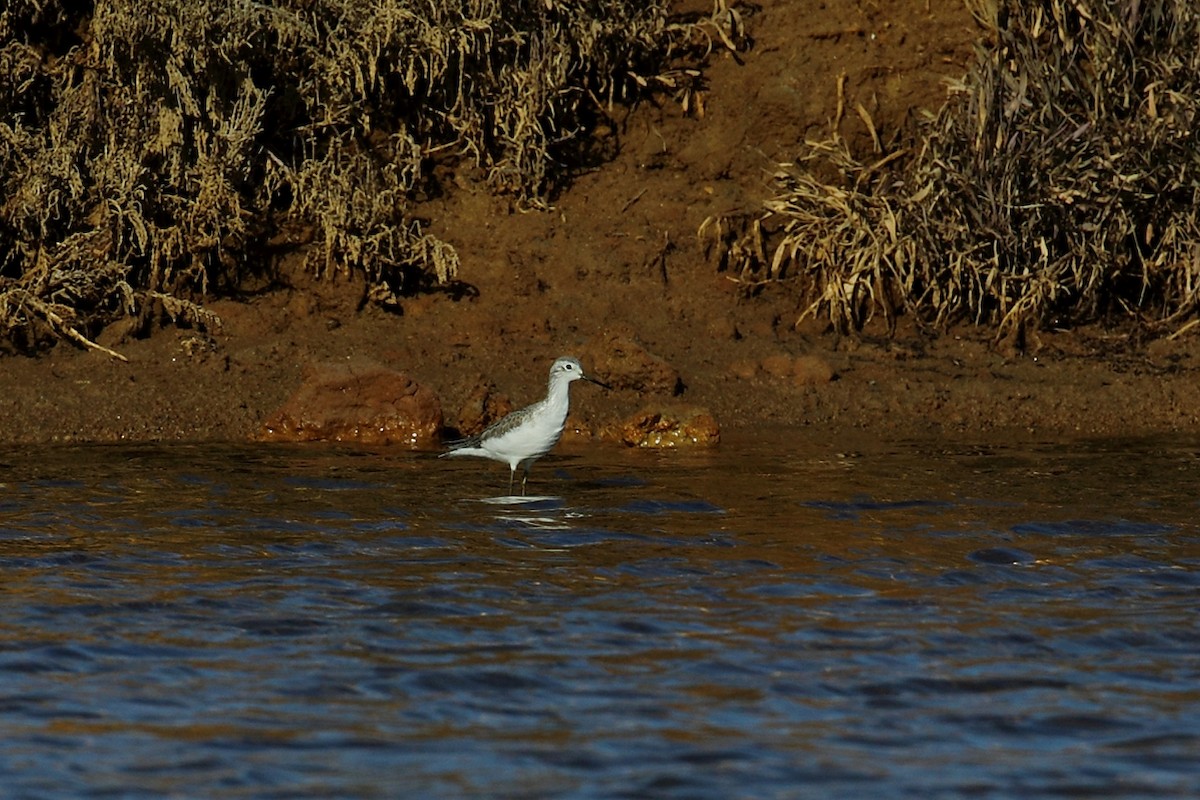 Marsh Sandpiper - ML80108891