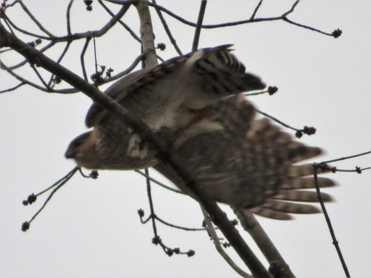 Cooper's Hawk - ML80109841
