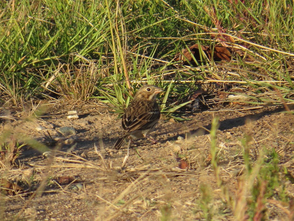 Vesper Sparrow - ML80112481