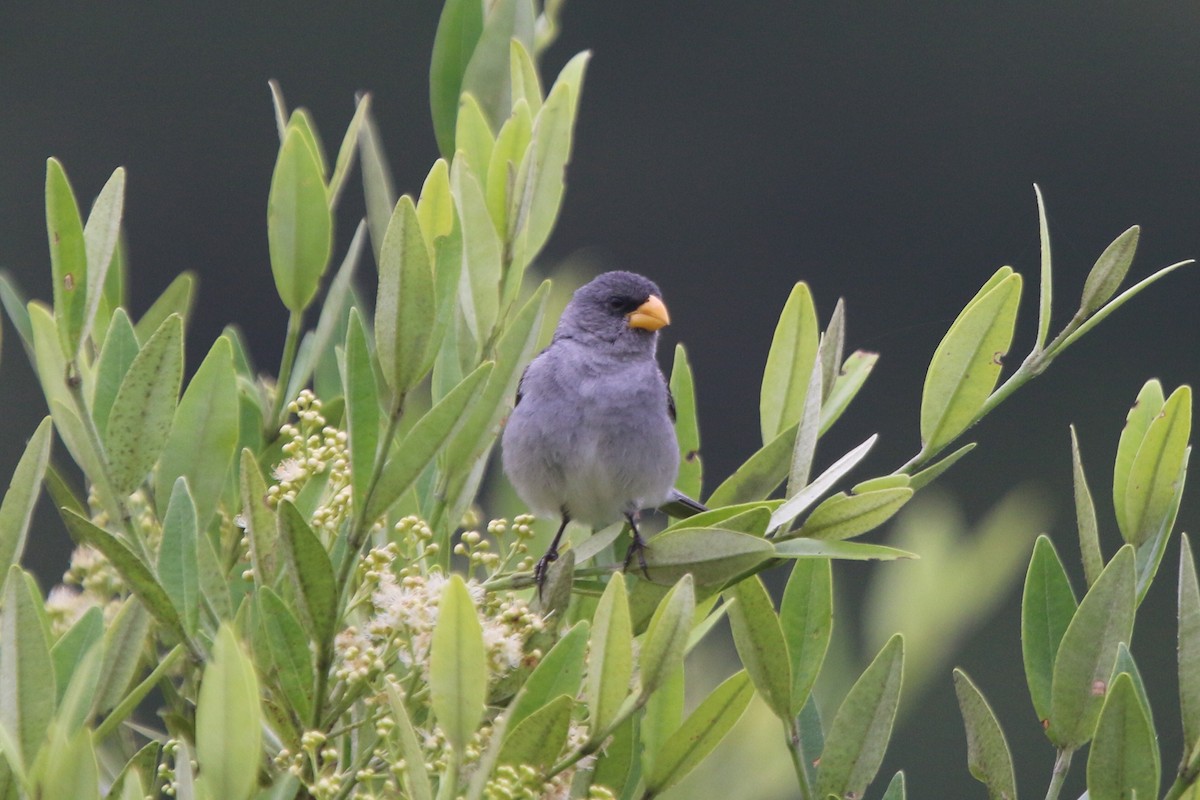 Tropeiro Seedeater - Ian Thompson