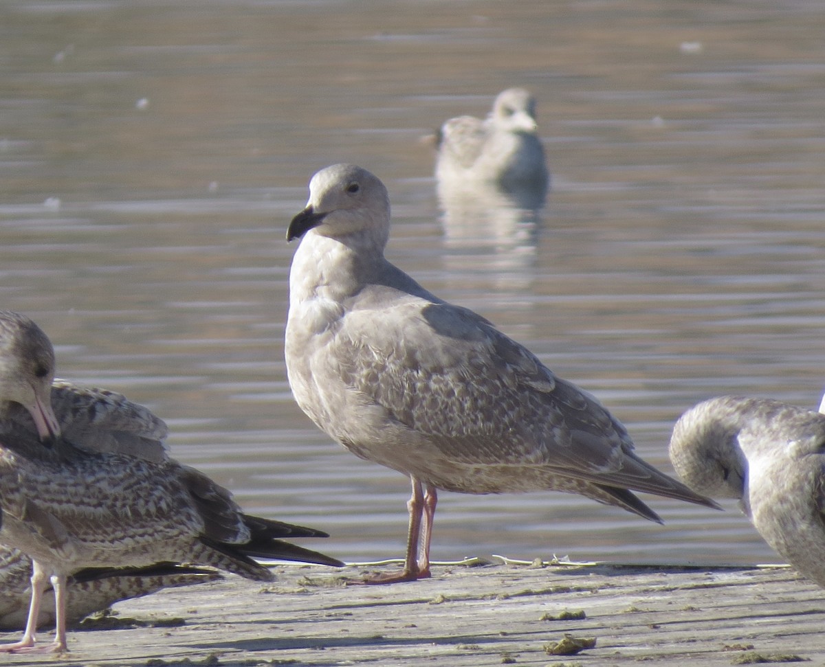 Glaucous-winged Gull - ML80113351