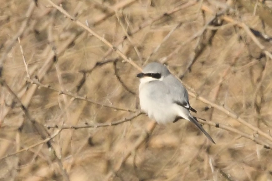 Loggerhead Shrike - ML80114921