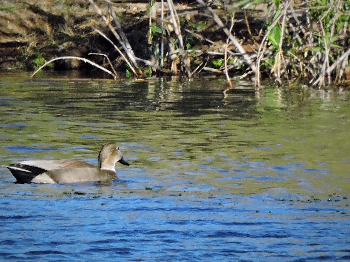 Gadwall - Usha Tatini