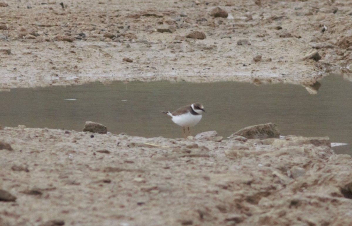 Common Ringed Plover - ML80115761
