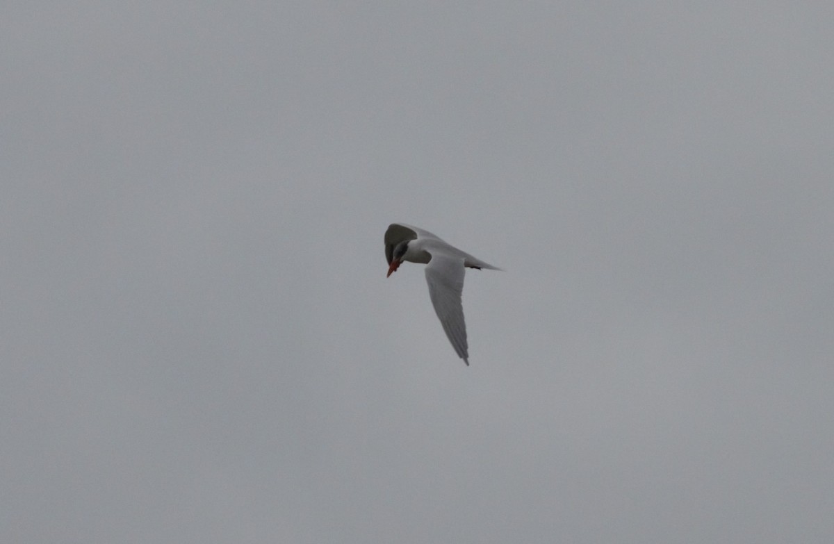 Caspian Tern - ML80115891