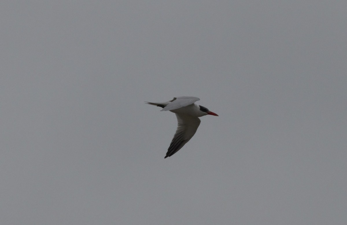 Caspian Tern - Alexandre Hespanhol Leitão