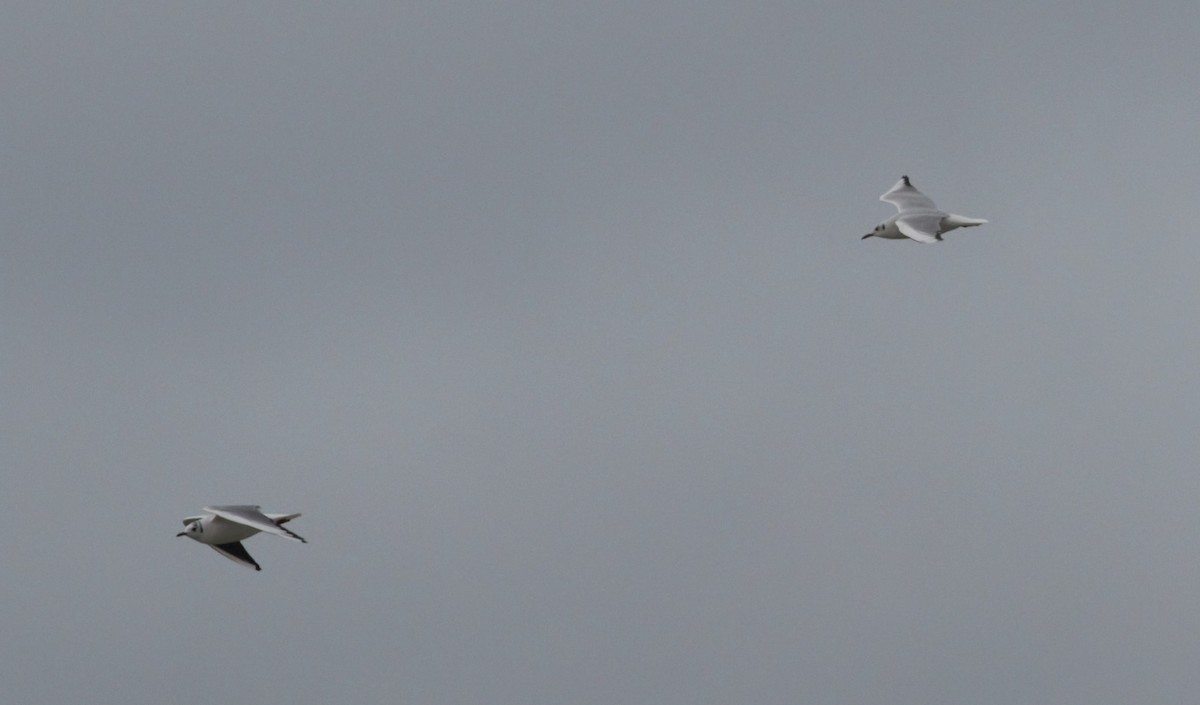 Black-headed Gull - ML80116021