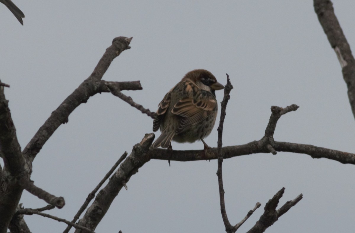 Spanish Sparrow - ML80116181