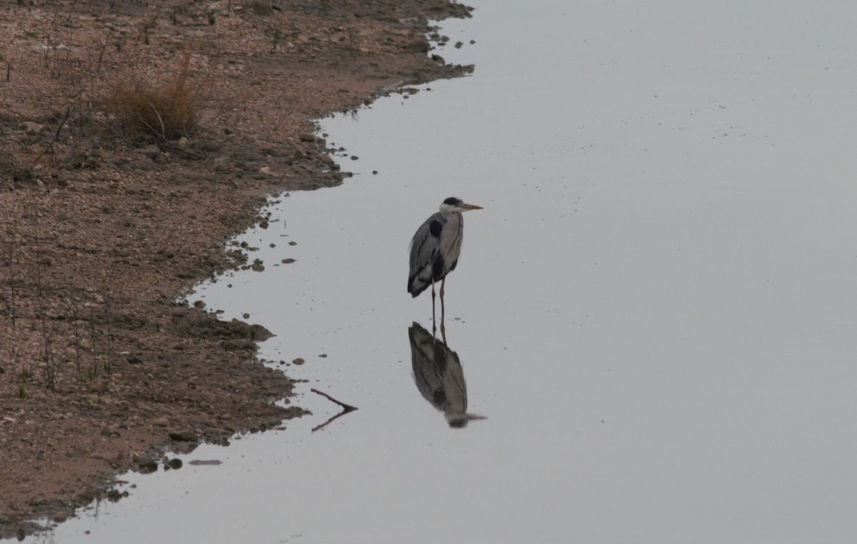 Gray Heron - ML80116371