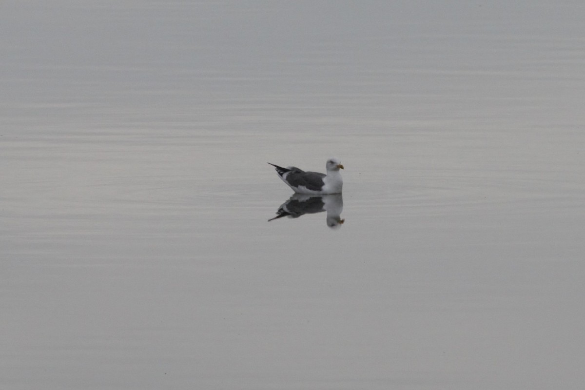 Lesser Black-backed Gull - ML80116441