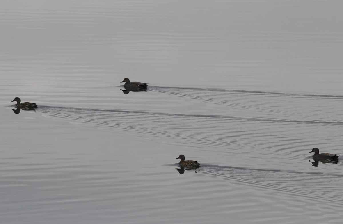 Gadwall - ML80116681