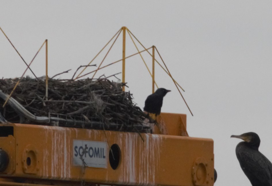 Eurasian Jackdaw - ML80116731