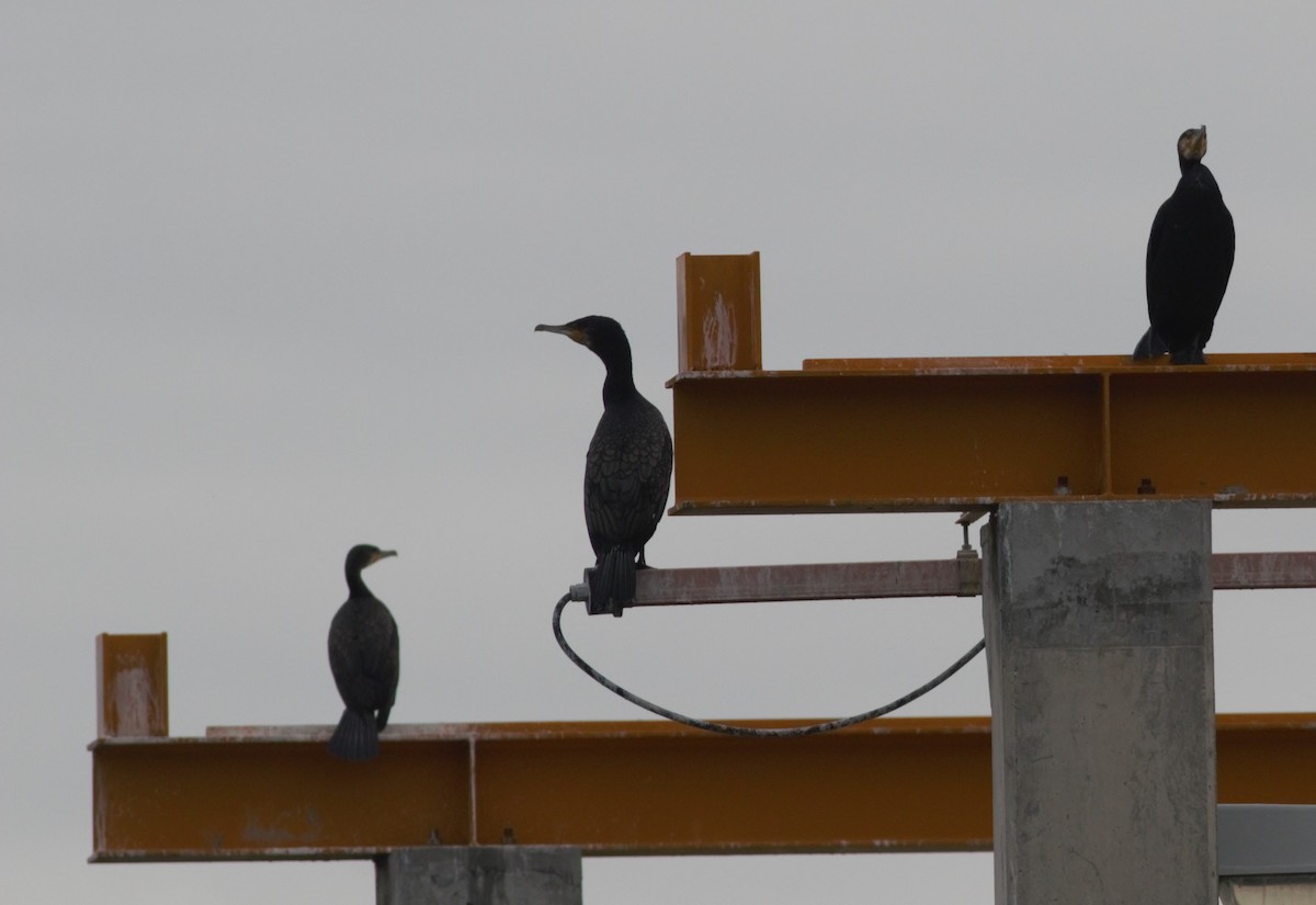 Cormorán Grande - ML80116831