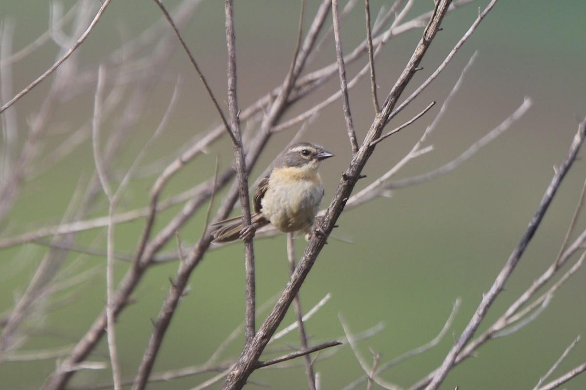 Long-tailed Reed Finch - ML80117171