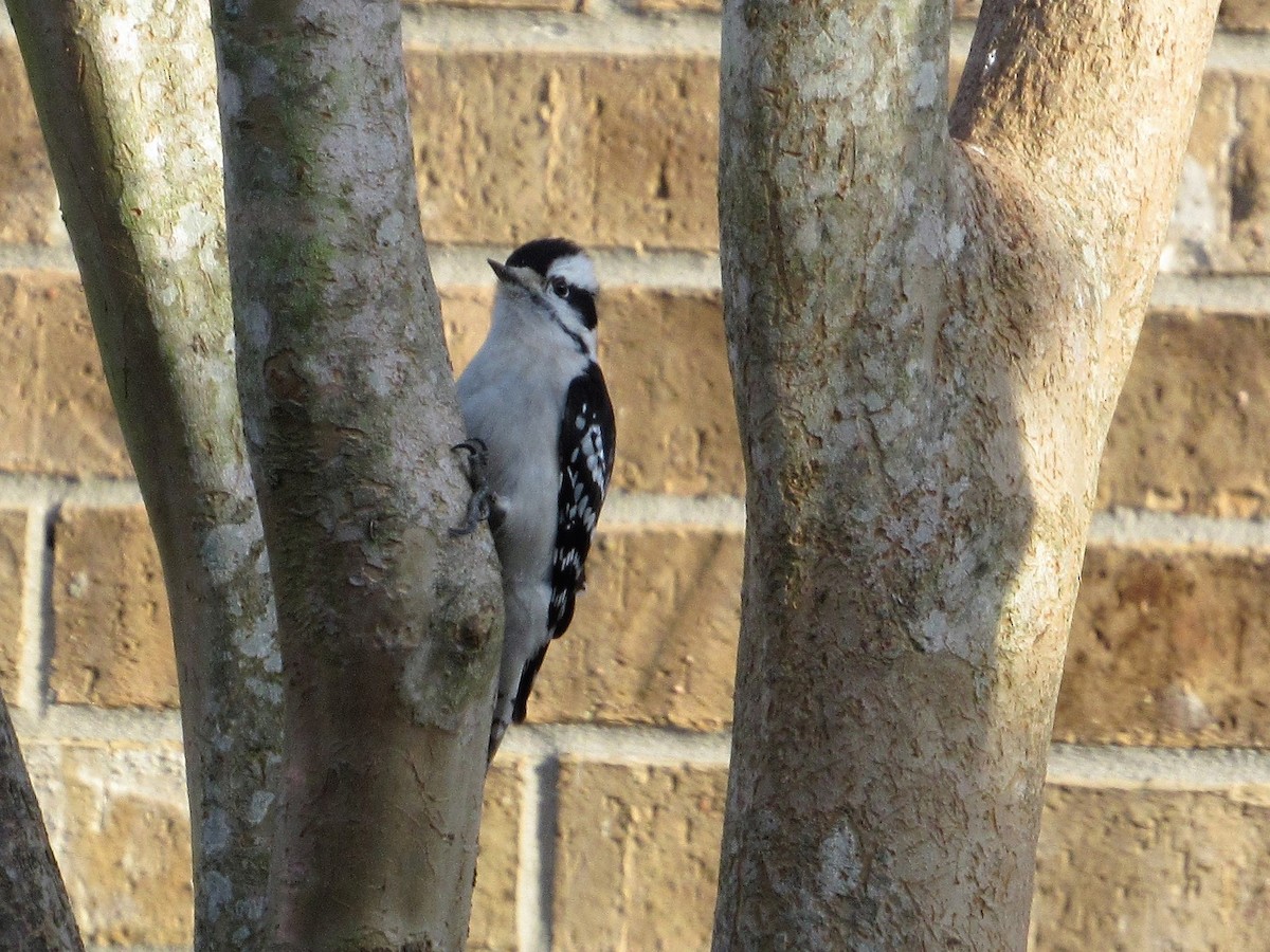 Downy Woodpecker - Judy Behrens