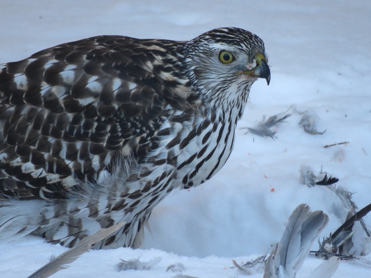 American Goshawk - Jan Thom