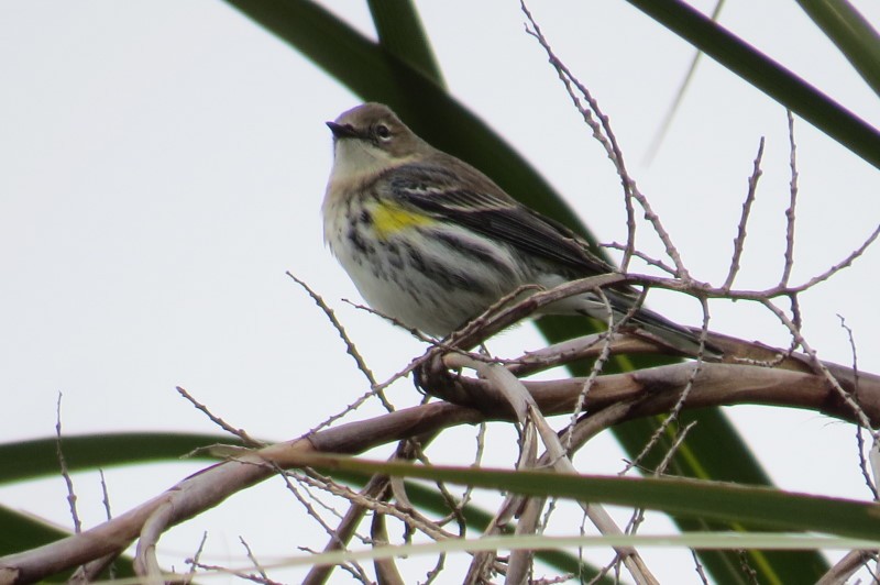 Yellow-rumped Warbler - ML80117931