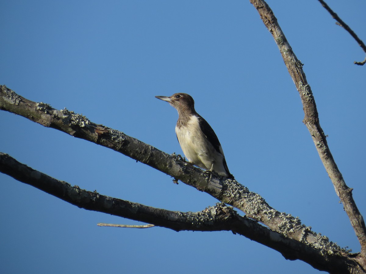 Red-headed Woodpecker - ML80117951