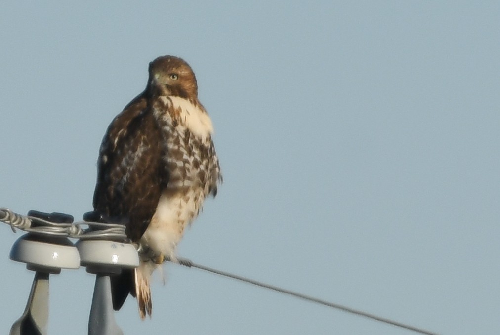 Red-tailed Hawk - ML80118421