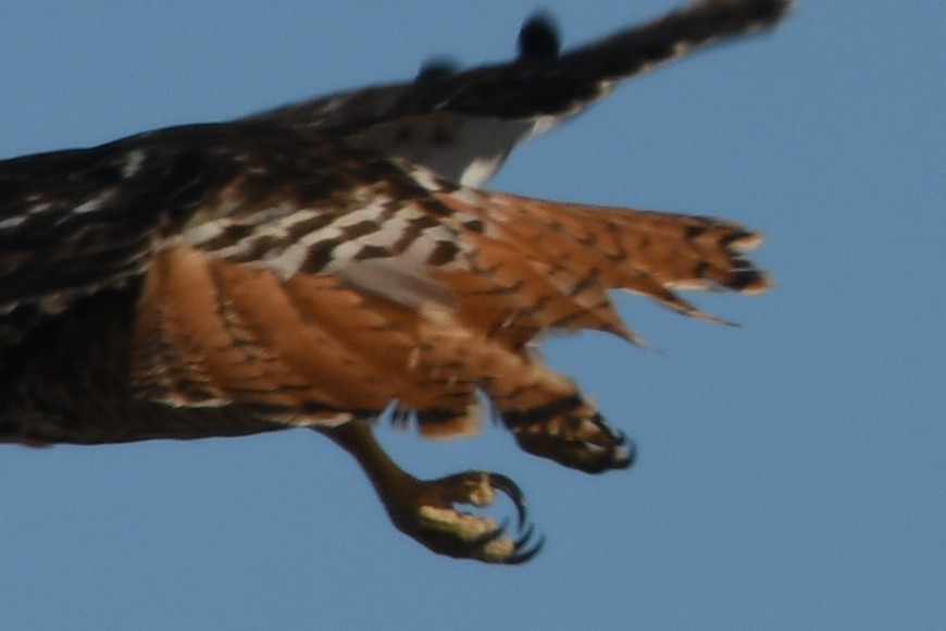 Red-tailed Hawk - ML80118461