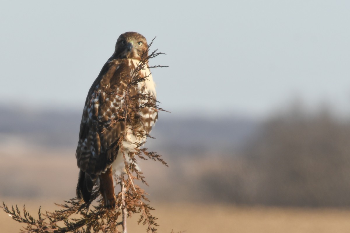 Red-tailed Hawk - ML80118491