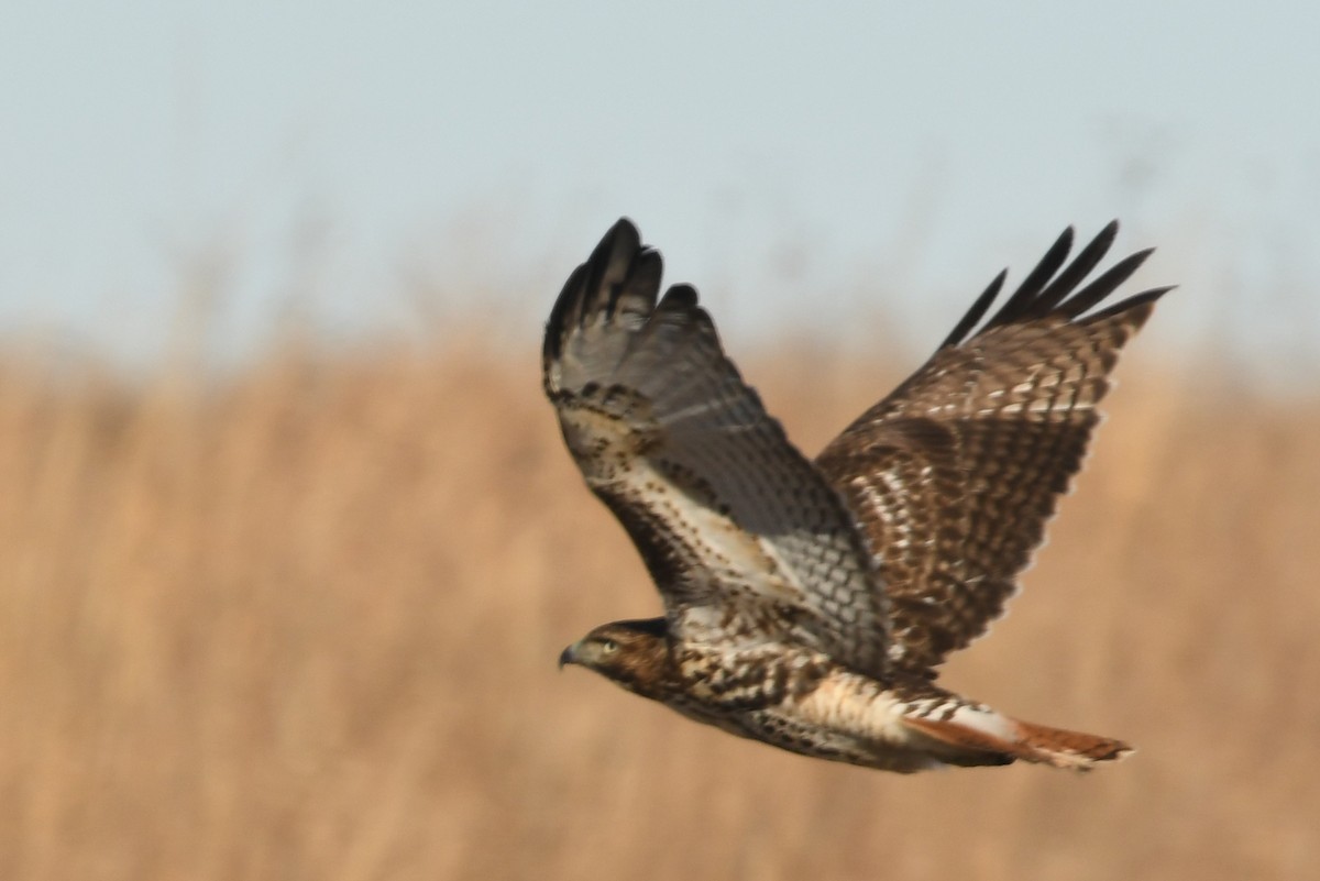 Red-tailed Hawk - ML80118501