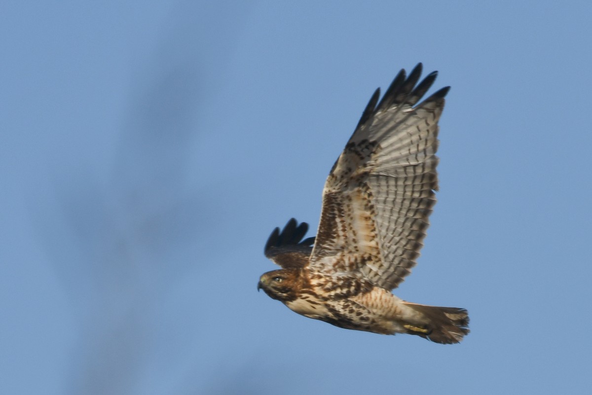 Red-tailed Hawk - ML80118521