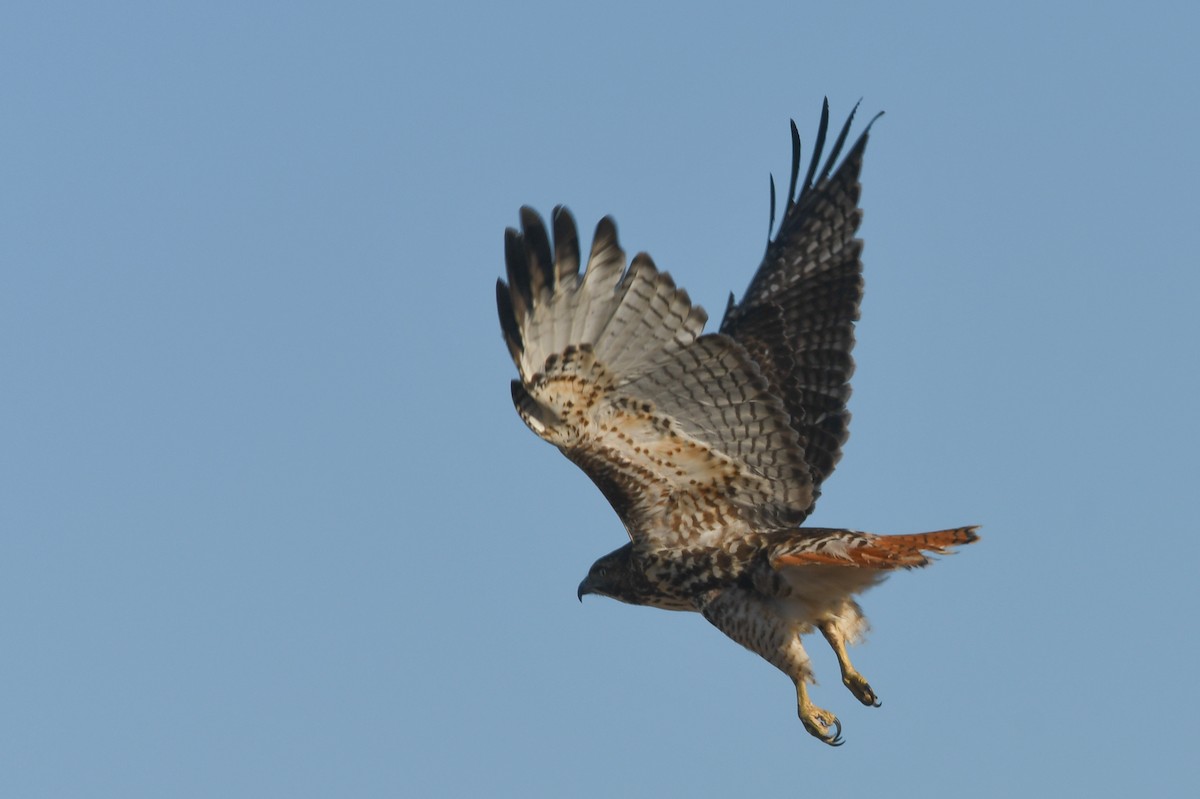 Red-tailed Hawk - ML80118541