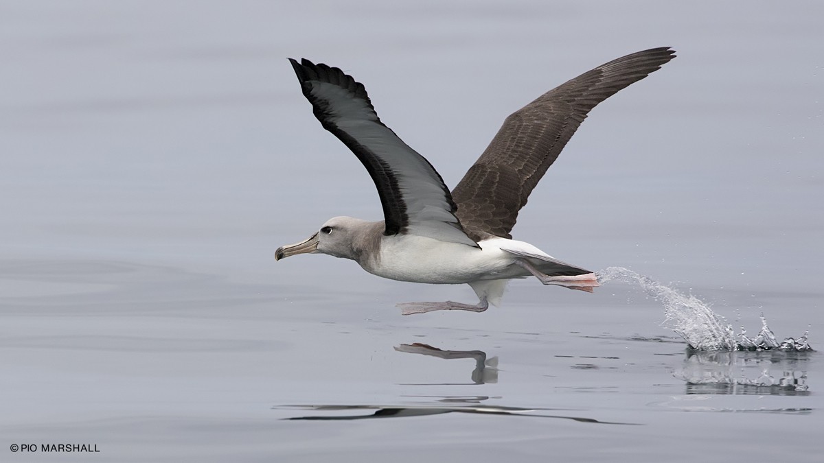 Buller's Albatross - ML80120181